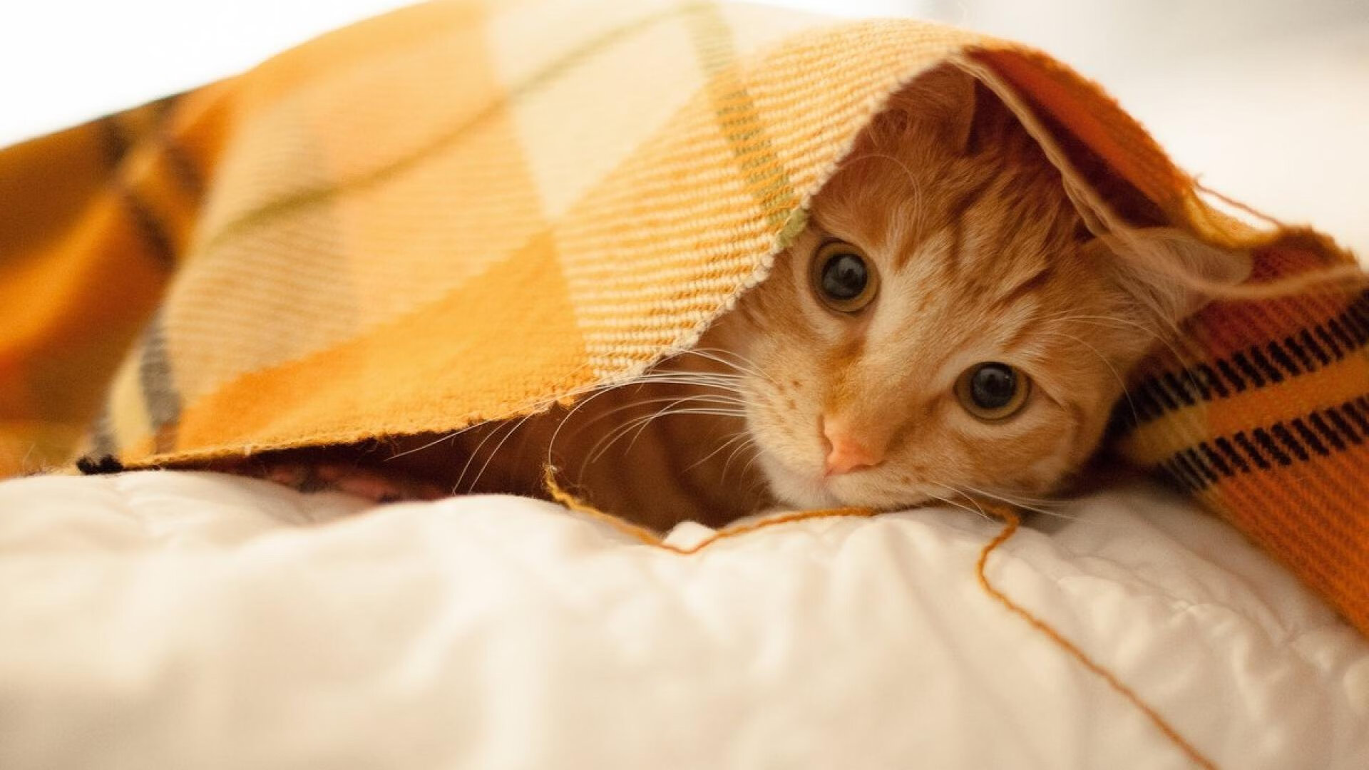 新规则实施效果初显,新制定的规则有哪些