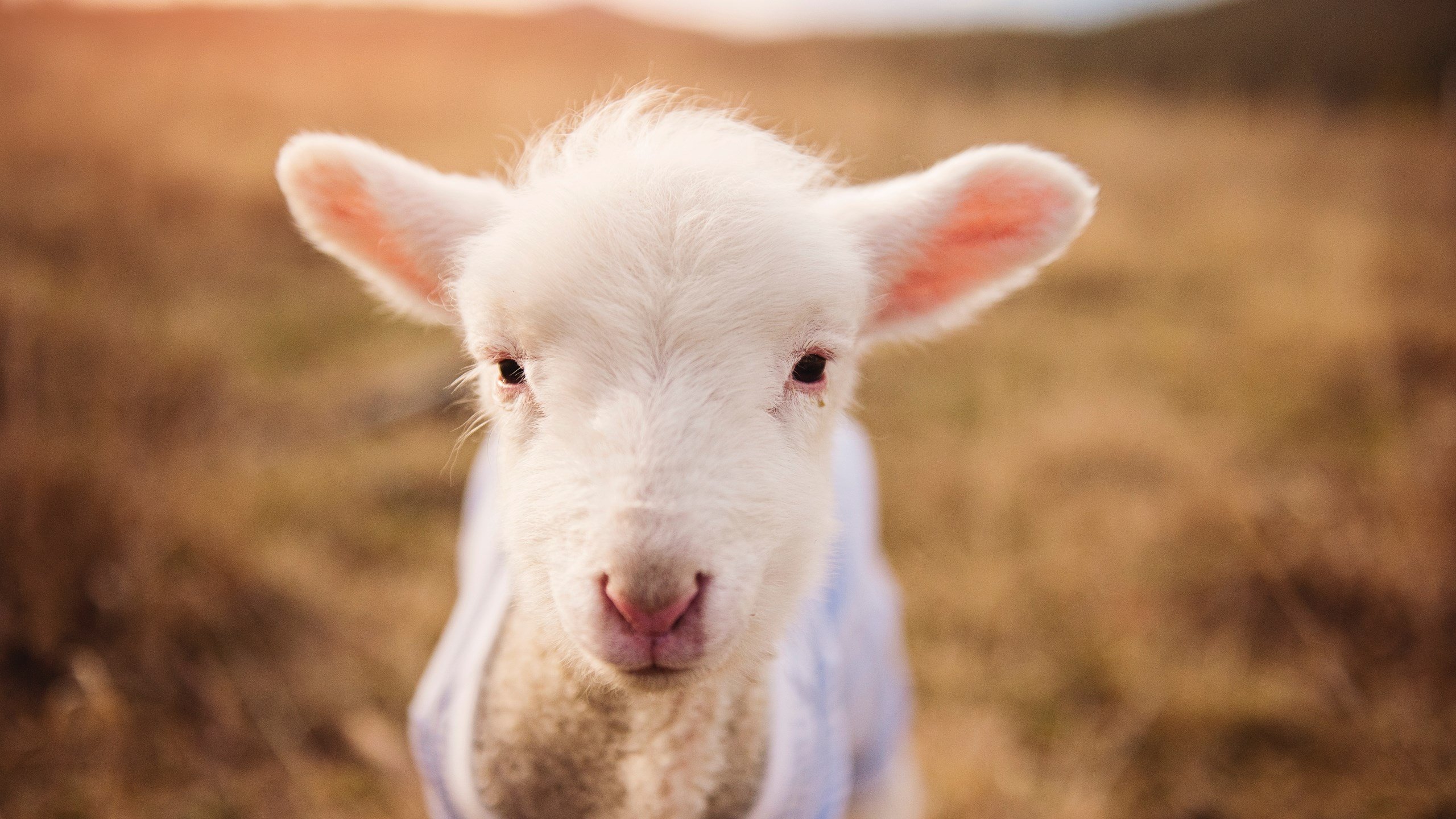 欧洲杯战术大爆发:变化多端塑造赛场奇迹!,欧洲杯比赛的